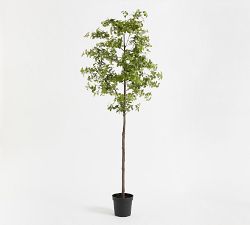 Chris Loves Julia Quince Tree