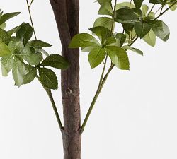 Chris Loves Julia Quince Tree