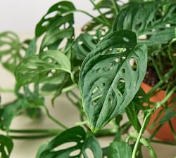 Live Potted Monstera Adansonii Swiss Cheese Plant