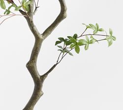 Faux Bonsai Tree in White Pot