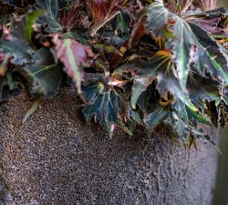 Livona Textured Ficonstone Planter