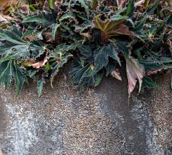 Livona Textured Ficonstone Planter