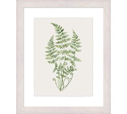 Green Fern Framed Print