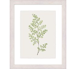 Green Fern Framed Print