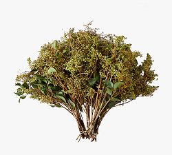 Live Privet Berry Bunches