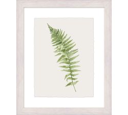 Green Fern Framed Print