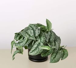 Live Silver Pothos in Planter
