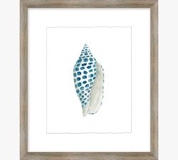 Shore Shell Framed Print