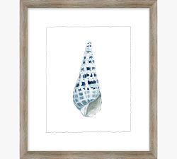 Shore Shell Framed Print