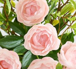 Faux Wild Mixed Peony Bundle