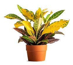 Live Croton Plant in Terracotta Pot