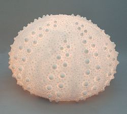 Decorative Lit Frosted Glass Sea Urchin