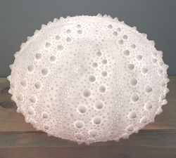 Decorative Lit Frosted Glass Sea Urchin