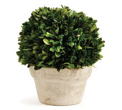 Preserved Boxwood Potted Plants