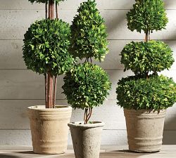 Preserved Boxwood Potted Plants