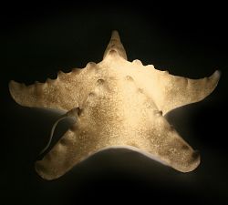 Decorative Lit Frosted Glass Starfish