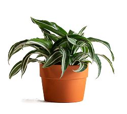 Live Dragon Dracena Plant in Terracotta Pot