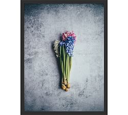 Open Box: Hyacinth II By Annie Spratt