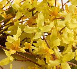 Faux Mini Forsythia Wreath