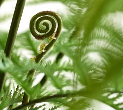 Faux Oversized Potted Fern