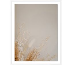 Dried Floral Framed Print By Annie Spratt