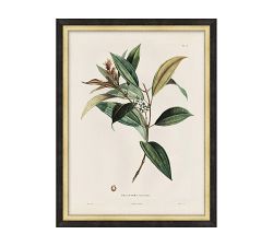 Vintage Botanical Framed Print