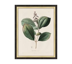 Vintage Botanical Framed Print