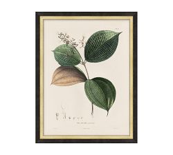 Vintage Botanical Framed Print