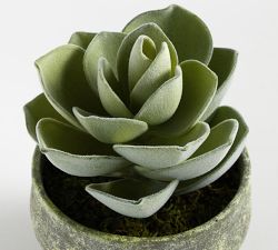 Faux Atlantis Faux Succulent Bowl