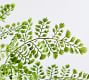 Faux Maidenhair Fern