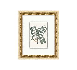 Vintage Botanical Framed Print