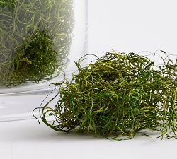 Reindeer Moss Vase Filler