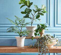 Faux Trailing Variegated String Of Hearts Houseplant