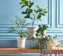 Faux Potted Wide Trunk Fern