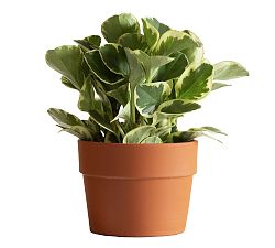 Live Peperomia Variegated Plant in Terracotta Pot