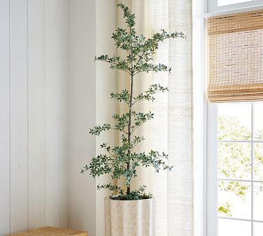 cat palm plant Buy Cat Palm Tree Live Plant