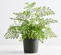 Faux Maidenhair Fern