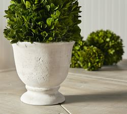 Live Preserved Boxwood Topiary Trees