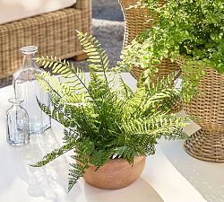 Faux Composed Mixed Fern