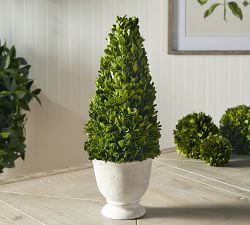 Live Preserved Boxwood Topiary Trees