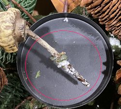 Open Box: Faux Aspen Centerpiece