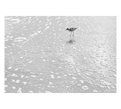 Morning Bird Print By Lannie Hall