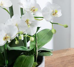 Faux Orchid In Clay Pot