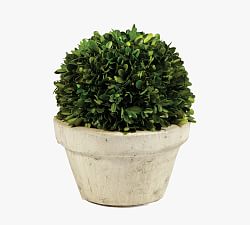 Preserved Boxwood Potted Ball, 10"