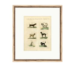 Dog Breeds Chart Framed Print