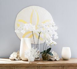 Oversized Sand Dollar