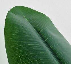 Banana Palm Branch