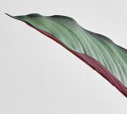 Faux Grey Star Plant