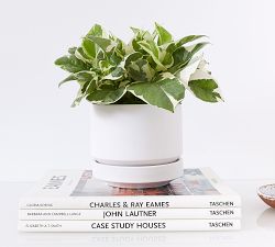 Modern White Ceramic Planters