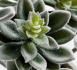 Faux Potted Kiwi Succulent